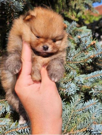 Bebe pomeranca vrhunske genetike